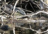 Econo River Aligatores