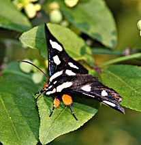 Eight Spotted Forester Moth (3471438093)