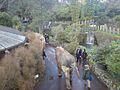 Elephants Parading At Auckland Zoo IV