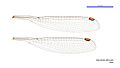 Episynlestes albicauda male wings (34788216536)