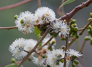 Eucalyptus cephalocarpa flowers.jpg