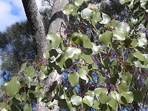 Eucalyptus populnea leaf