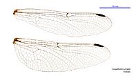 Eusynthemis virgula female wings (35019585186)