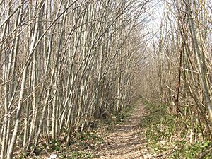 Footpath through Oaken Wood - geograph.org.uk - 1222192