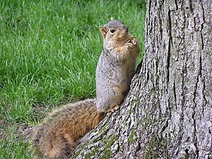Fox squirrel with sunflowerseed by tree South Bend Indiana USA
