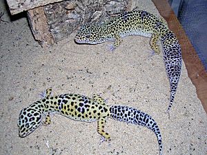 Geckos léopards adultes