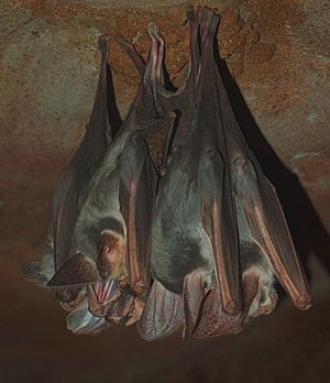 Ghost bats
