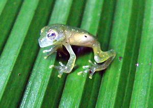 Glass frog2