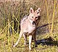 Golden Jackal Tel Aviv