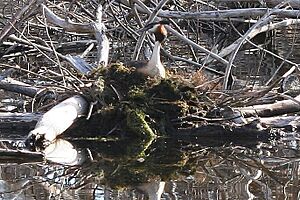 Great Crested Grebe