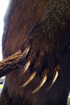 Griffes de grizzli