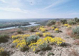 HAFO FlowersRiver