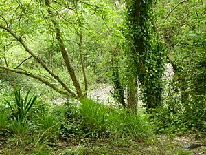 Halnaker Chalk Pit (2)
