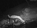 Indian Honey Badger Drinking Water from natural stream