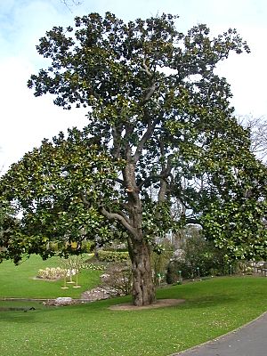 Jardin des plantes Nantes-Magnolia Hectot