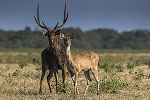 Javan Deer couple - Baluran NP - East Java (29505339513).jpg