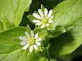 Kaldari Stellaria media 01