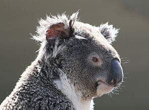 Koala (Phascolarctos cinereus), Sídney, Australia18
