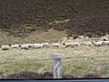 Lammermuir sheep