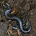 Lead-backed phase Redback Salamander - Plethodon cinereus