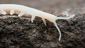 Leucopatus anophthalmus 283710340.jpg