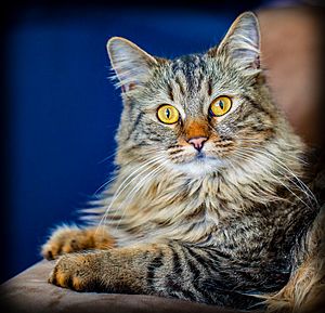 Lulu - A typical Maine Coon cat