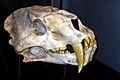 Machairodus giganteus 1