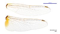 Macrodiplax cora male wings (34928379691)