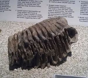 Mammoth tooth from Swanscombe