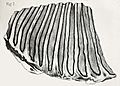Mammuthus columbi molar