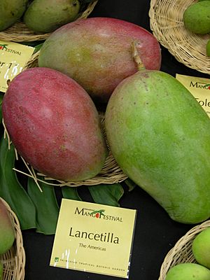 Mango Lancetilla Asit ftg