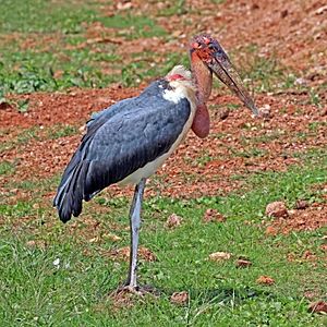 Marabou stork (Leptoptilos crumenifer).jpg
