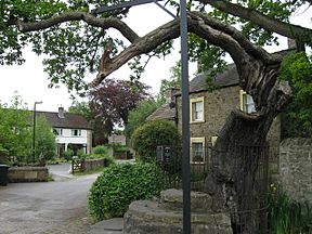 Medieval steps and ancient oak, Caton (geograph 1927727).jpg