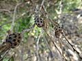 Melaleuca stereophloia (fruits)