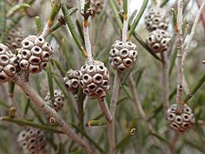 Melaleuca zeteticorum fruit