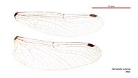 Micromidia rodericki male wings (35019833546)