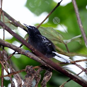 Microrhopias quixensis - Dot-winged Antwren (male).JPG