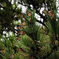 Migrating monarch butterflies on pine tree