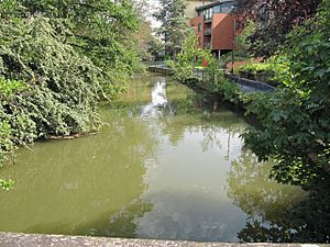 Mill Stream by the walk - geograph.org.uk - 1397476