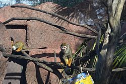 Monkey at Happy Hollow Park & Zoo