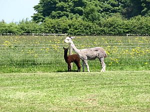 Mother and Child. - geograph.org.uk - 835922