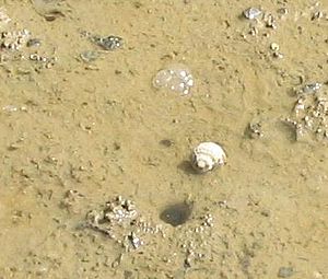Mud snail