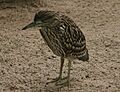 Nankeen Night Heron juvenile