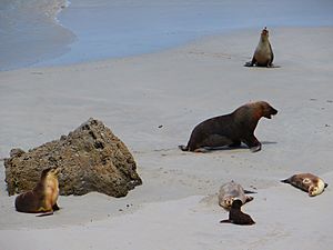 Male with harem at Seal Bay Conservation Park on Kangaroo Island, South Australia