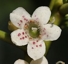 Ngaio flower