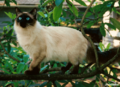 Old-Style Balinese Cat