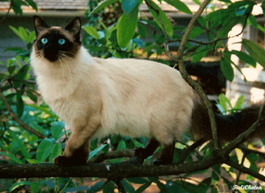Old-Style Balinese Cat.png