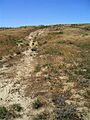 Oregon Trail ruts - Boardman Bombing Range Oregon