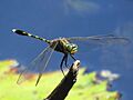 Orthetrum serapia 2997