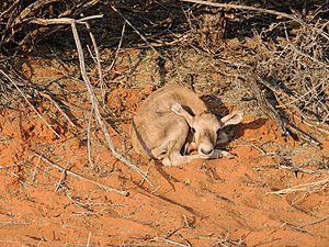 Oryx gazella 3 - Gemsbok cub